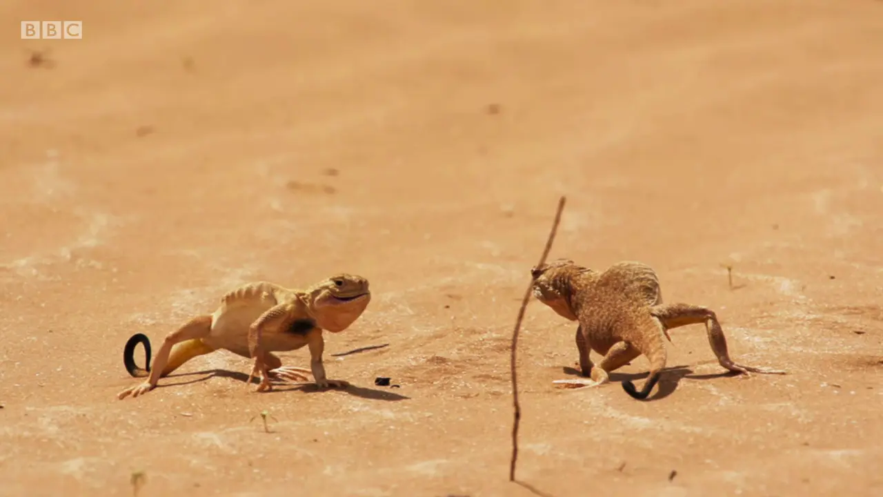 Toad-headed agama sp. ([genus Phrynocephalus]) as shown in The Mating Game - Against All Odds